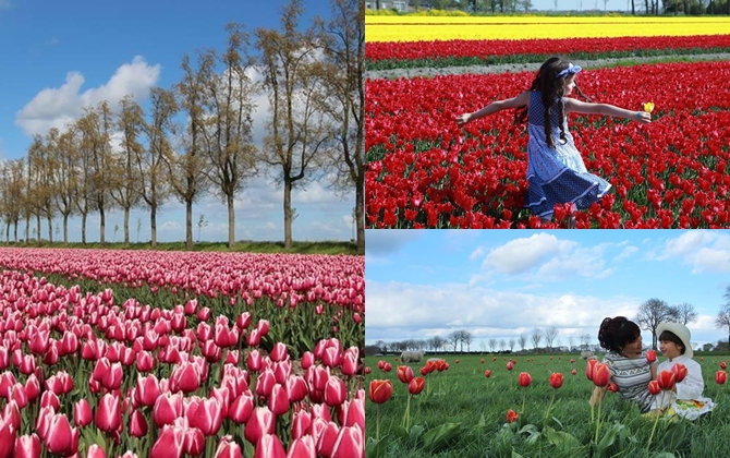 Đẹp mê hồn cánh đồng hoa tulip ở Hà Lan