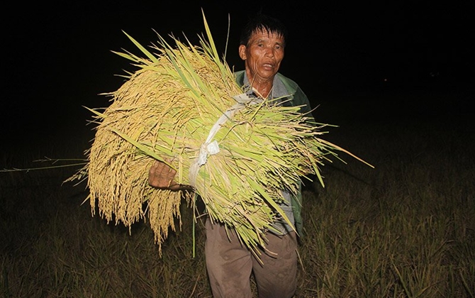 Nắng nóng kỷ lục: Người dân đổ ra đồng làm đêm tránh nắng cháy da thịt