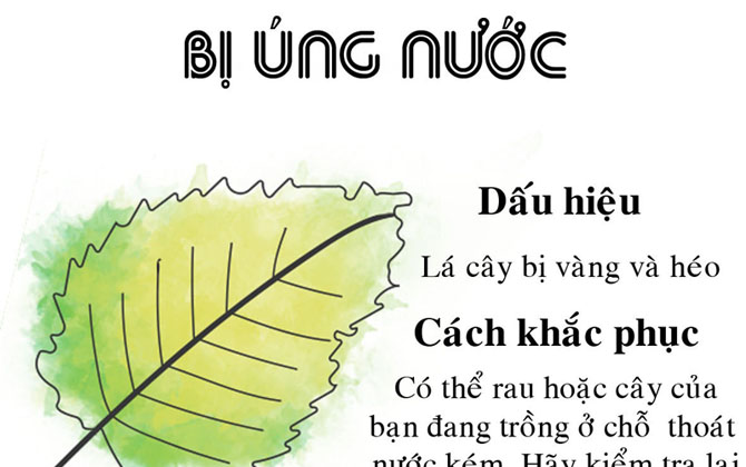 Từ điển 'chữa đủ loại bệnh' cho vườn rau nhà bạn