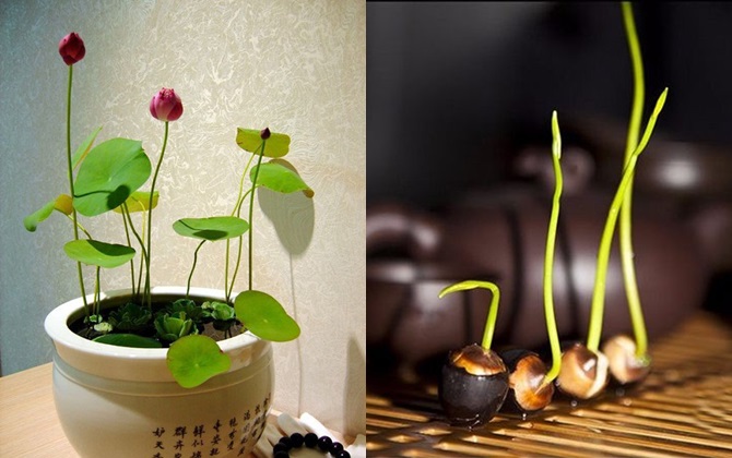 Mùa sen đến rồi, không tự trồng sen mini trong chậu thì quá phí!