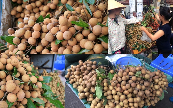 Nhãn đầu mùa gần 100 ngàn/kg: Chợ cóc vắng hàng nhãn, shop hoa quả nhập ít nhưng kiếm lời tiền triệu