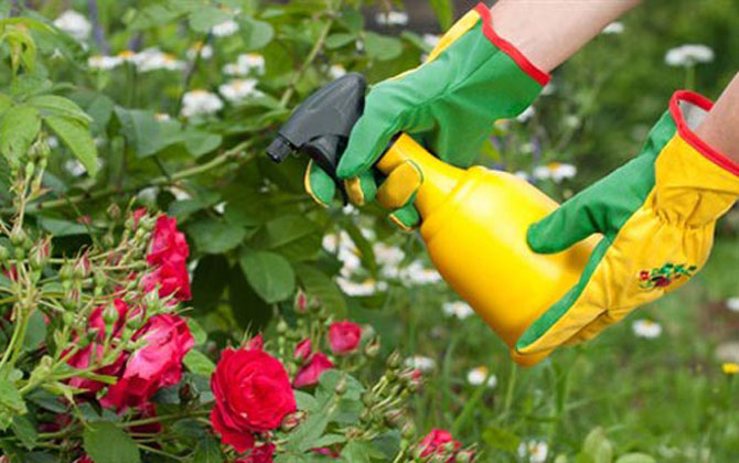 4 loại dung dịch thiên nhiên còn hiệu quả 'gấp vạn' thuốc trừ sâu