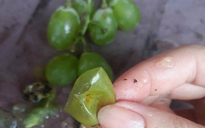 Hãi hùng bà nội trợ mua phải nho xanh Trung Quốc nghi vỏ bằng nhựa cao su mỏng