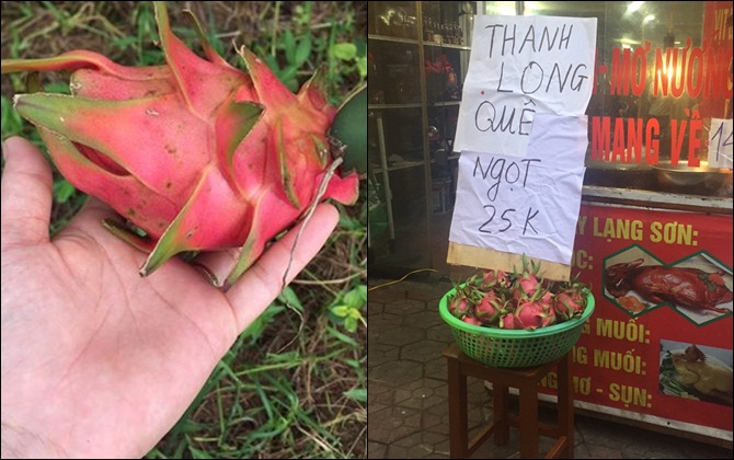 Thanh long tí hon 25.000 đồng/kg 'bao' ngon, hàng về đến đâu 'hết sạch' đến đó