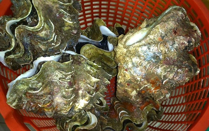 Đại gia Hà thành ăn con ốc 'vô địch' toàn cầu: 10kg, giá 4 triệu