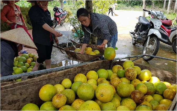 Ảnh hưởng bởi bão số 10, hàng vạn quả bưởi Phúc Trạch rụng tả tơi, dân tê tái