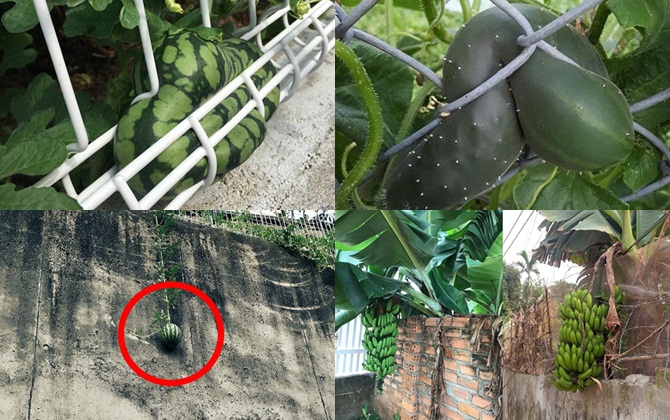 Cạn lời trước kiểu mọc “éo le” của quả cây khiến gia chủ thành “người khó xử”