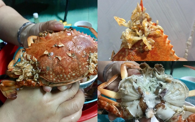 Mua ghẹ về ăn, cô nàng không khỏi kinh hãi khi thấy cảnh tượng hãi hùng này!