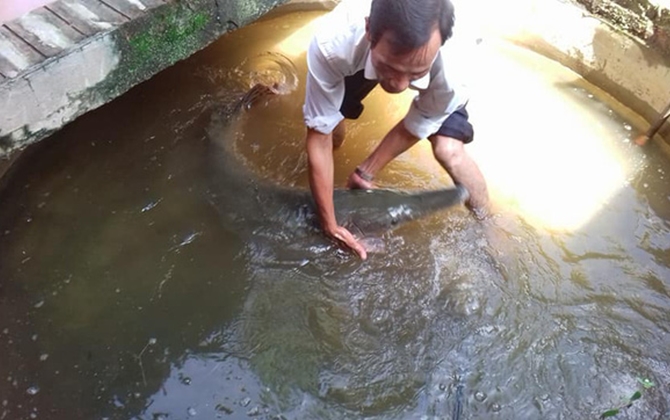 Mưa ngập cửa sổ, người dân ở Hà Nam bắt được cá sấu hỏa tiễn 28kg bơi vào nhà