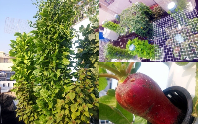 Vô địch Sài thành: 1m² thu 40kg rau sạch là chuyện thường