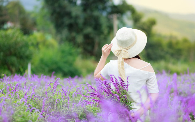 Lanvender đã tím ngắt thung lũng rồi, đến Bắc Hà đi thôi!