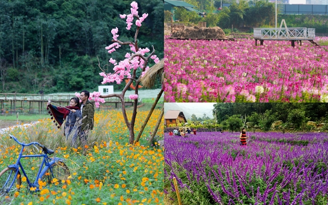 Ngỡ ngàng 3 thung lũng hoa 'thắp sáng' miền Bắc ngày sang thu