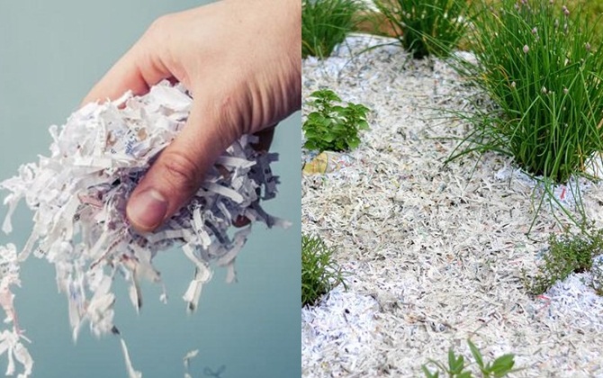 Chị em rủ nhau mang giấy vụn ra làm vườn, vừa cực tốt lại không tốn "một xu"