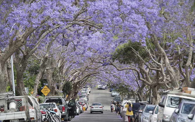 Ngẩn ngơ khung trời phượng tím ở Australia