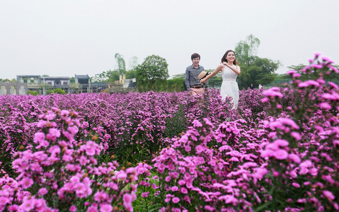 'Phát cuồng' với cánh đồng hoa bạt ngàn sắc tím giữa lòng Hà Nội