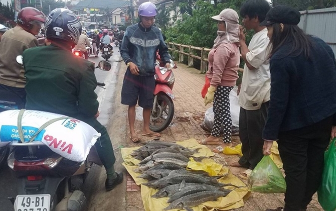 Cá tầm chết hàng loạt đem ra phố bán giá rẻ như cho, người mua vẫn chê