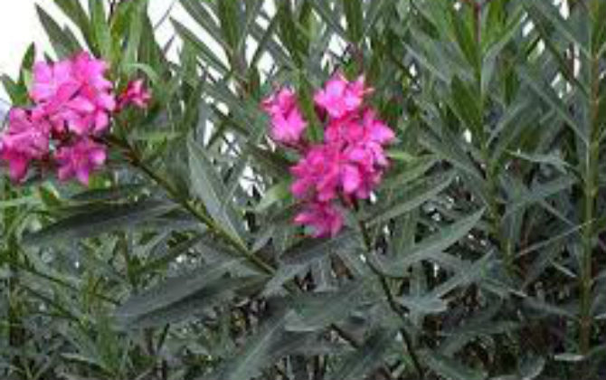 10 loại cây quen thuộc vô cùng nhưng nhỡ nuốt dù chỉ một milimet cũng chết bất đắc kỳ tử