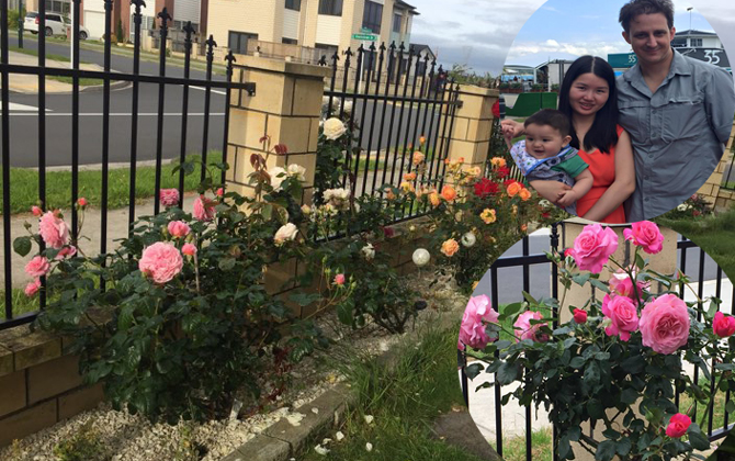 Choáng ngợp vườn hoa rộng gần 500m2 của mẹ Việt ở New Zealand