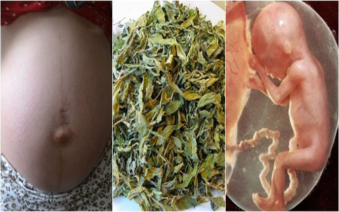 Bầu tháng cuối nhớ phơi khô nắm LÁ ĐINH LĂNG cất sẵn góc bếp, đẻ xong 2 ngày nhất định sẽ dùng đến, lợi mẹ tốt con chẳng gì sánh được