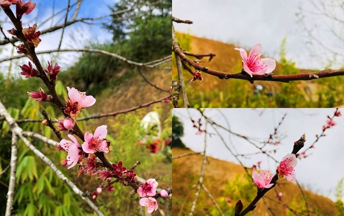 Thật không thể tin nổi: Hoa đào Sapa đã nở rộ giữa trời đông, lên đường mau thôi!