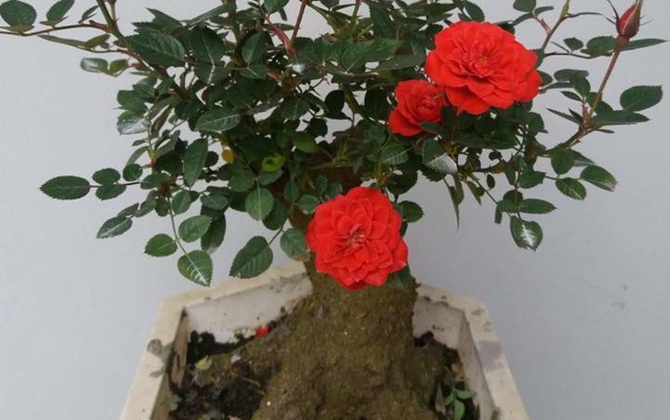 Rộ "mốt" chơi HOA HỒNG GIẢ CỔ giá nửa triệu chơi Tết Nguyên Đán 2018