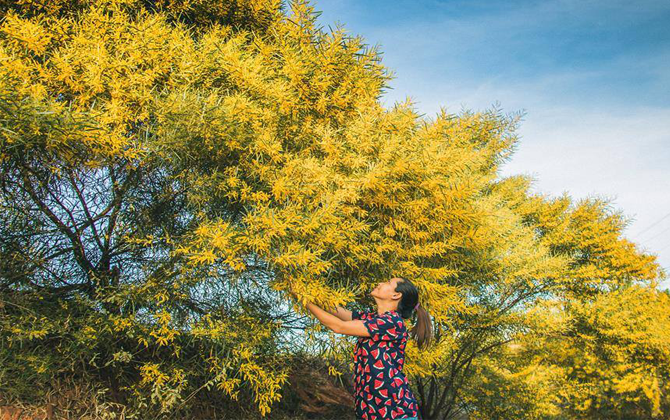 Nô nức kéo nhau về Phan Thiết 'sống ảo' ở rừng keo lá vàng