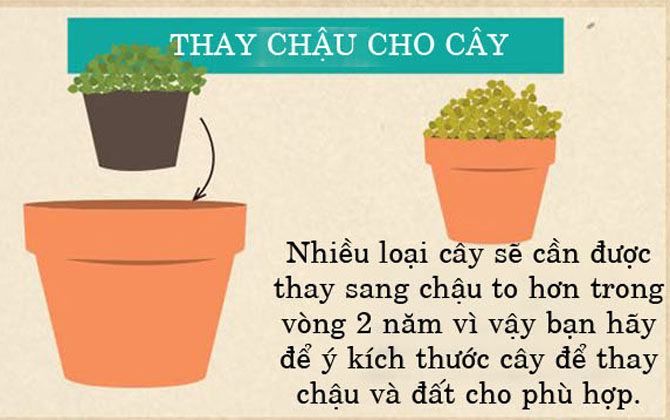 Trồng cây trong chậu nhất định phải "nằm lòng" những điều này