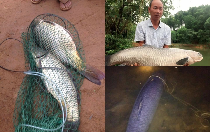 Thánh đam mê câu cá: Năm hết Tết đến vẫn quyết dọn ra hồ ở riêng để ở bên những chiếc cần câu
