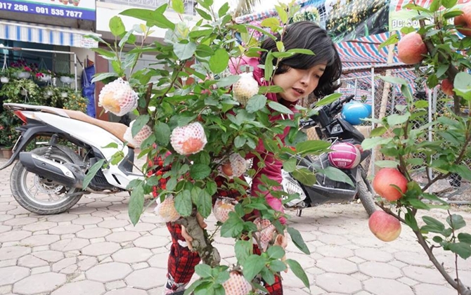 Bonsai táo Trung Quốc bị đồn có độc: Ông chủ vặt quả ăn tại chỗ