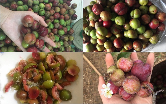 Mận Mộc Châu sau Tết giá siêu chát trên 100.000 đồng/kg vẫn hút người mua