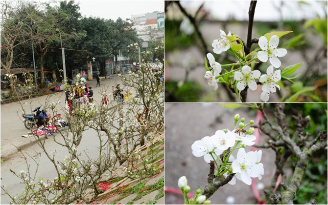 Tháng 3 về, người Hà Nội lại bỏ tiền triệu chơi hoa lê trắng thanh tao