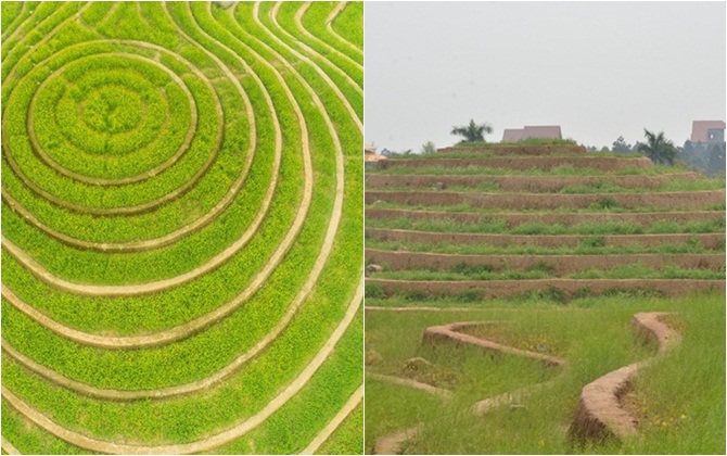 Dân tình thất vọng vì lỡ mùa hoa cải khi ghé thăm ruộng bậc thang đầu tiên tại Hà Nội