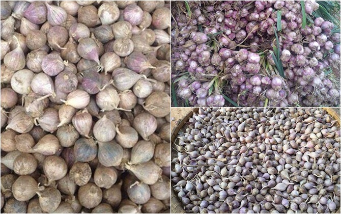 Tỏi cô đơn Sơn La giá cao ngất ngưởng 300.000 đồng/kg đắt không kém tỏi Lý Sơn vẫn hút chị em nội trợ