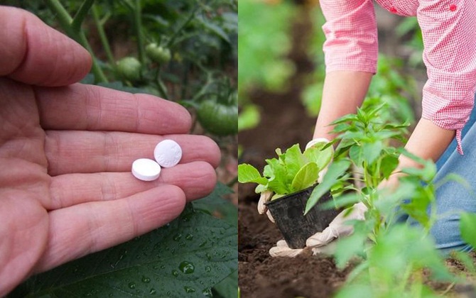 Vô tình "đánh rơi" thuốc Aspirin xuống vườn, vài tuần sau cô gái bất ngờ vì rau lên tốt ngập