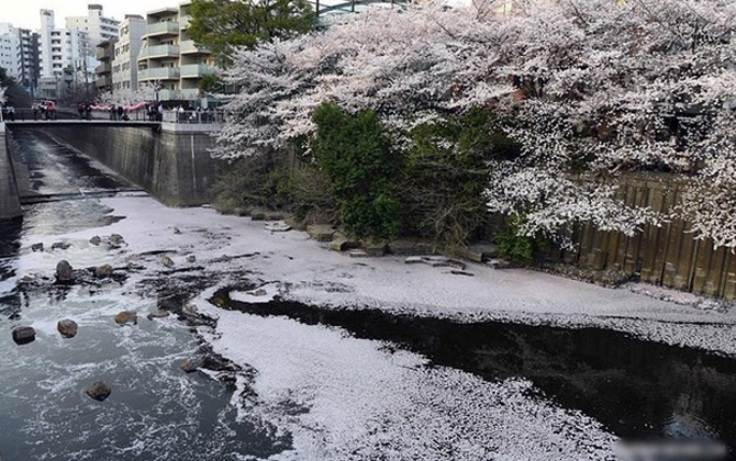 Ngất ngây trước cảnh hoa anh đào nở rộ, cánh hoa dát trắng mặt hồ ở Tokyo