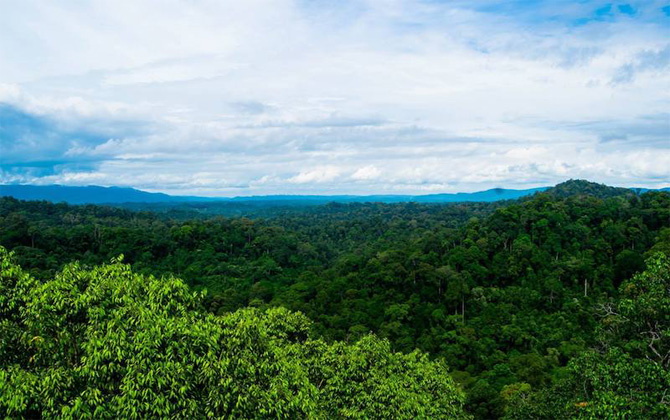 Bỏ túi ngay loạt mẹo siêu hay trước khi ghé thăm vườn Quốc gia Ulu Temburong ở Brunei