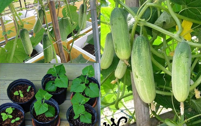 2 cách trồng dưa chuột sạch trong thùng xốp tại nhà cho quả sai lúc lỉu, ăn "mỏi mồm"