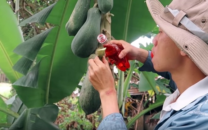 Khoét một lỗ nhỏ trên quả đu đủ rồi đổ nước Sting vào, 1 tuần sau kết quả đầy bất ngờ