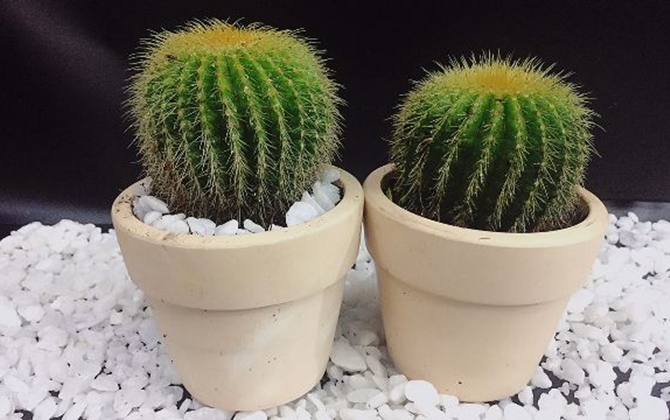 Những loại cây tuyệt vời trang trí cho ngôi nhà đẹp của bạn