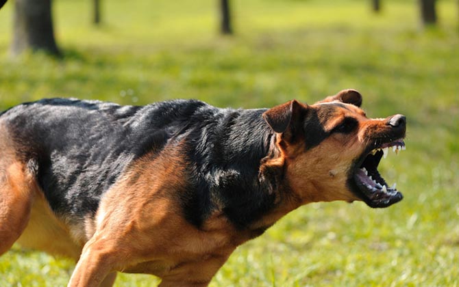 Ngăn cản hai con chó nhà cắn nhau ,người đàn ông bị tấn công lại dẫn đến tử vong