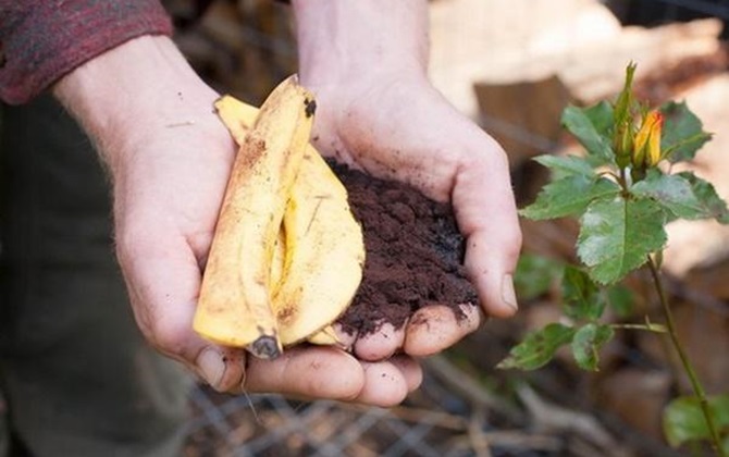 Tích trữ 6 loại rác trong nhà bếp rồi mang ra vườn, vài tuần sau rau sẽ lên "vùn vụt"