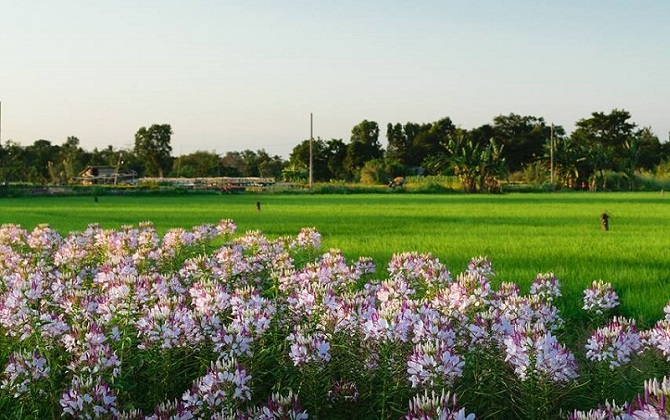 Không cần đợi Tết, Trung thu này cứ đến làng hoa Bà Bộ là đã có thể tạo dáng giữa rừng hoa rồi