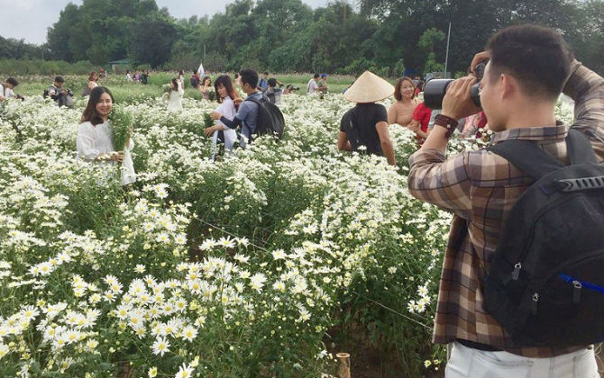 Bãi đá sông Hồng 'thất thủ' vì người kéo đến 'sống ảo' với cúc họa mi chật như nêm