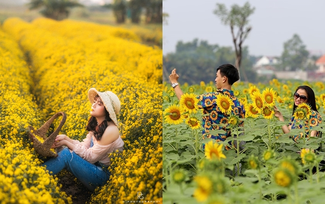 2 cánh đồng hoa vàng rực dịp cuối năm, là điểm hẹn lý tưởng cho những ngày nghỉ Tết Dương lịch sắp tới