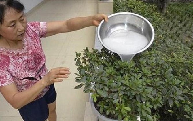 Vợ ngày nào cũng đổ nước gạo ra vườn, 2 tuần sau điều bất ngờ đến khiến chồng “ngã ngửa”