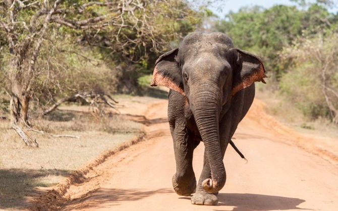 Tại sao Sri Lanka là một trong những thiên đường tự nhiên hoang dã nhất trên thế giới?