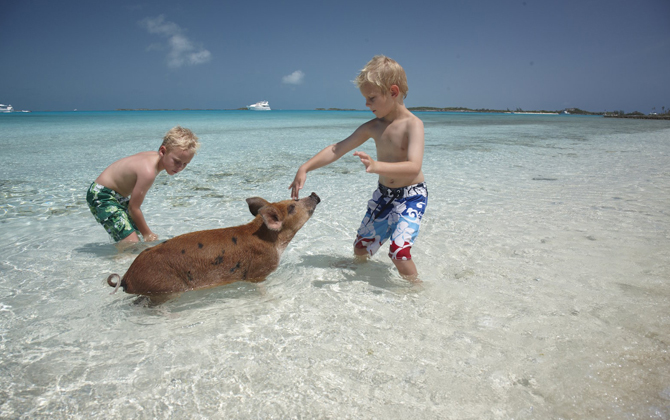 Đến thăm hòn đảo riêng của những chú lợn ở Bahamas thỏa sức ngắm nhìn linh vật của năm 2019