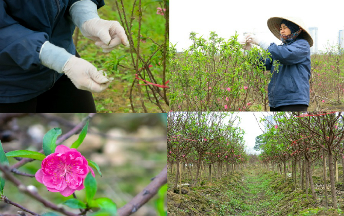 Chưa đến Tết, đào đã nở thắm ruộng, đào cành trổ lộc xanh mơn mởn, chủ vườn tìm cách "chữa cháy"