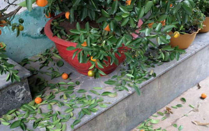 Mua quất được 2 hôm thì lá rụng như sung, chàng trai vừa kêu ca thì dân mạng phát hiện nguyên nhân không mấy ai biết này