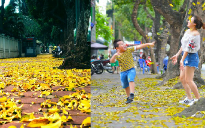 "Thảm lá vàng" rụng đầy vỉa hè khiến Hà Nội đẹp khác lạ, dân tình nô nức rủ nhau ra phố chụp ảnh